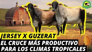JERSEYGUZERATEl Cruce Más Productivo Para Los Climas Tropicales PasionPecuariaRD
