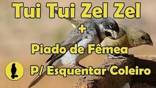 CANTO TUI TUI ZEL ZEL DE TORNEIO + PIADO DE FEMEA PARA ENSINAR E ESQUENTAR SEU COLEIRO #CantoDasAves