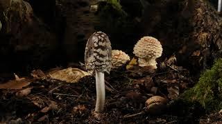 Shaggy inkcap mushroom growing on forest floor time lapse. Coprinopsis picacea. Magpie inkcap