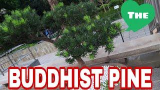 The Buddhist Pine Bonsai Podocarpos Tree Presly Channel