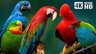 Rainforest Birds  Amazing Creatures  Calming Sounds  Soothing Melody of Beautiful Birds