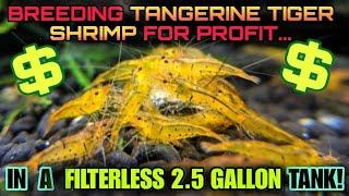 How I Bred Tangerine Tiger Shrimp In A FILTERLESS 2.5 Gallon Nano Tank. The Easiest Caridina Species