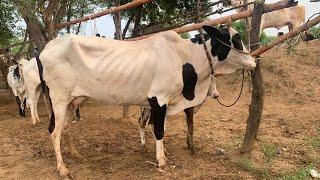 domail mandi 2024 latest update ll part 4 ll Dhani cows  ll mandra mandi ll jamil tv ll