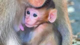 Cutenessfor MoM Sarika shows lovely to baby Saba monkey Plays with Saba & makes her baby happy 67