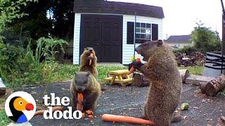 Groundhog Caught Destroying Guys Garden Brings His Whole Family For Dinner  The Dodo