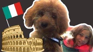 Traveling to Rome with Kids and a Puppy