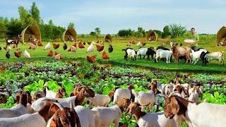 Genius Methods to Harvest and Grow Vegetables on a Free-range Farm Inside the most successful farm