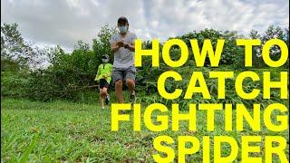 HOW TO CATCH FIGHTING SPIDER