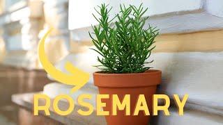 Boost Rosemarys Growth in Your Garden with These Companion Plants