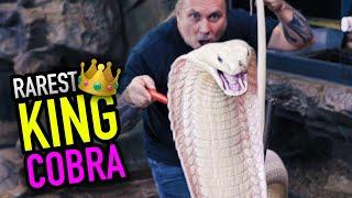 RAREST KING COBRA IN THE WORLD TRIES TO KILL ME  BRIAN BARCZYK