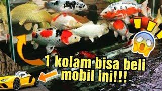 Ikan Koi  Fakta-fakta Mengejutkan Seputar Ikan Koi