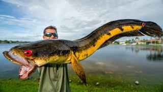 Most Hated INVASIVE Fish...Catch Clean Cook Bullseye Snakehead