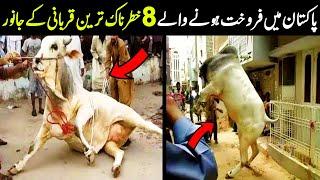 Pakistan Main 8 Sab Say Khaternak Qurbani K Janwar  Eid Al-Adha 2021  NYKI