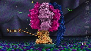 ATP synthase in action