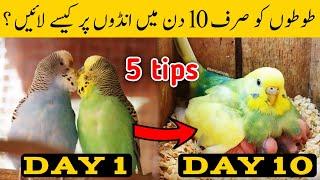 Austalian parrots breeding tips in urdu  Budgies Breeding progress  Breeding Tips for budgies