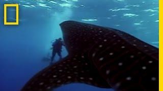 Whale Shark  National Geographic