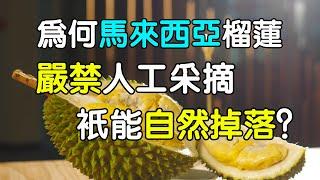 為什麼馬來西亞的榴蓮 禁止人工採摘 只能自然成熟掉落？