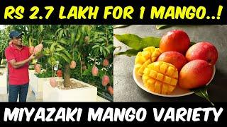 Most Expensive Mango - Taiyo No Tamago Red Mangoes  Egg of the Sun  Japan Israel