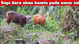 kapan sapi dara bisa di kawin kan simak penjelasan nya