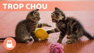 Les meilleures VIDÉOS de CHATONS MIGNONS qui MIAULENT et qui JOUENT 