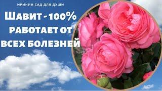 Шавит - 100% работает от всех болезней роз и др. растений.