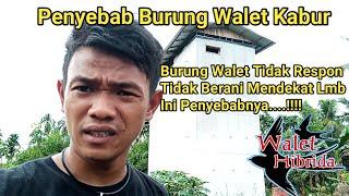 Penyebab burung walet yang sudah menginap kabur