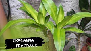 Muhteşem ofis bitkisi. Dracaena Fragrans bitki bakımında püf noktalar..  #dracaena #dracaenafragrans