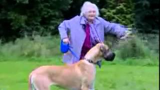 Grandma Gets Pulled By Dog FUNNY