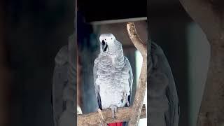 WildLife 51 beautiful red and gray parrot