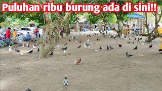 Taman burung merpati terbanyak ada puluhan ribu burung merpati di sini