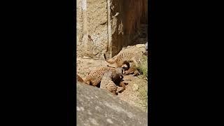 Erdmännchen im Krefelder Zoo