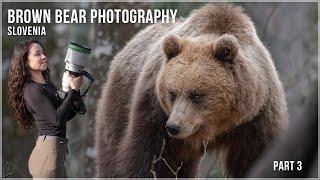Brown Bear Photography Slovenia  Wildlife Photography Fujifilm  Part 3