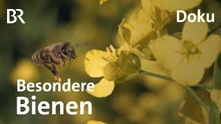 Wunderbiene am Nil Ein deutscher Imker auf Mission gegen das Bienensterben  DokThema  Doku  BR