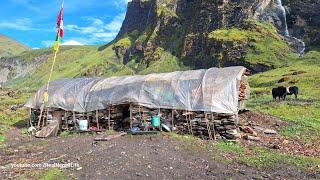 Himalayan Village Life  The Making Process of Ghee in the Himalayan Yak Farm  Dolpa  Nepal