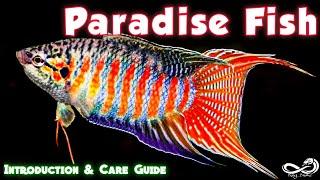 Paradise Fish  Paradise gourami Macropodus opercularis  Introduction & care guide