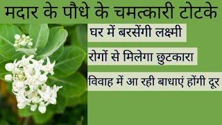 Madar Plant मदार के पौधे का ये उपाय खोल देगा आपकी बंद किस्मत कभी नहीं होगी पैसों की दिक्कत