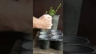 Roots as Cuttings Growing Elms from root cuttings