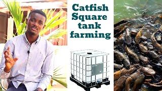 100 Catfishes Farm Setup Cost - Backyard square tank farming