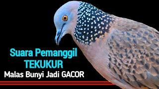 Suara Burung Tekukur Gacor Memanggil Tekukur Lain Agar Bunyi & Datang