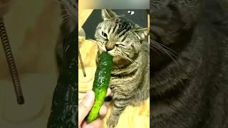 These Is Why Cats Afraid Of Cucumbers 