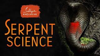 Serpent Science - The Truth about Snakes Impact on Your Life  Sadhguru Exclusive #NagaDosha