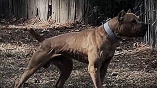 2024 AMERICAN SENTINEL K9 - LEE ROBINSON - BANDOG BREEDER