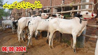 Today Domail Mandi Fatehjang Rate’s update06Sep2024-Part01Sunny Video Fateh Jang Cow Mandi 2024