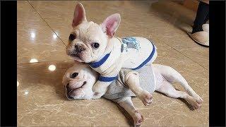 Funny and Cute French Bulldog Puppies Compilation #6 - Cutest French Bulldog