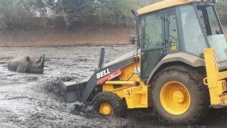 Rhino Is Rescued By Digger