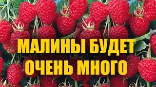 Малина завалит вас урожаем крупной малины Подкормка малины для большого урожая