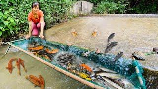 The girl built a massive  fish trap and harvested 50kg of fish  Armadilha enorme para peixes