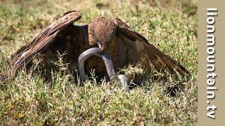 Brown Snake Eagle vs Forest Cobra   WILDLIFE CLASSICS