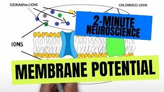 2-Minute Neuroscience Membrane Potential