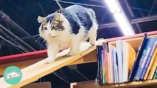 Fluffy Cat Rules The Bookstore And Asks Visitors For Pets  Cuddle Buddies